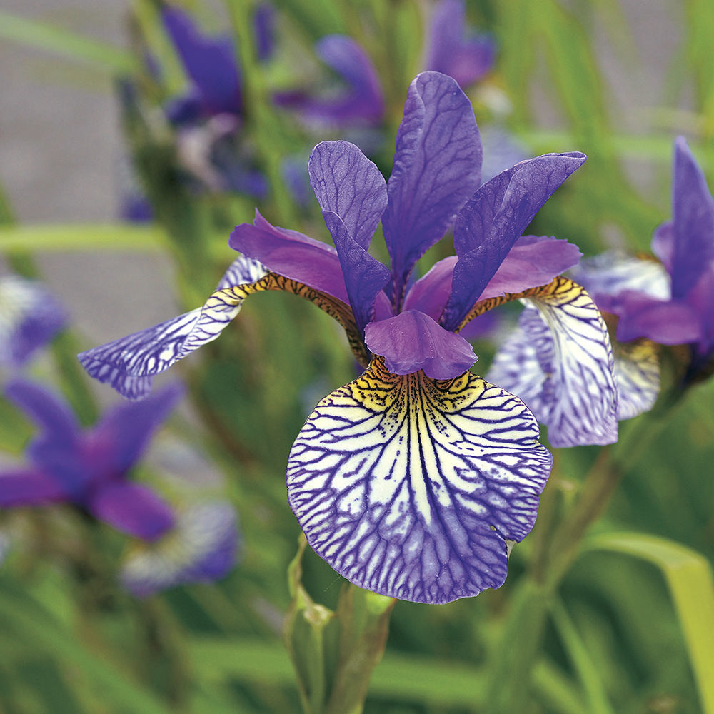 Iris_-ShakersPrayerSiberianIris_Parkseed.jpg